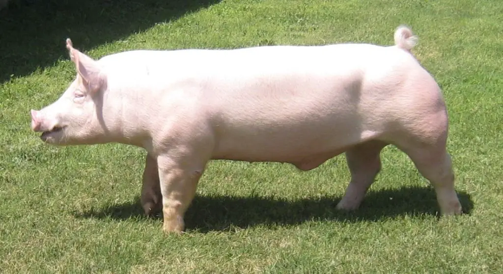 Yorkshire Pig Characteristics