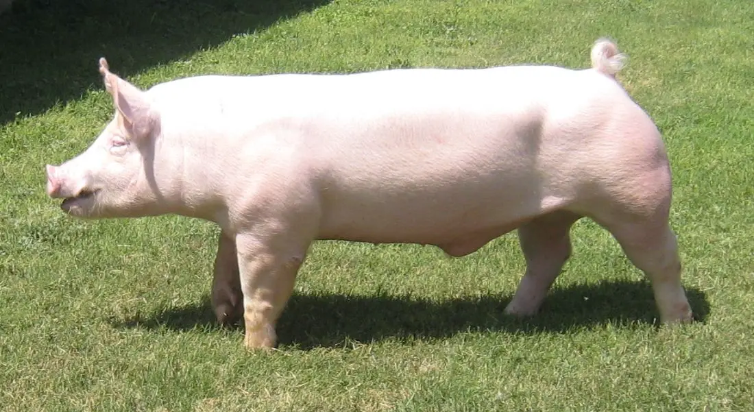 Blonde Hair Pig Characteristics - wide 8