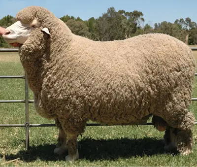 Fine Wool Sheep Breeds