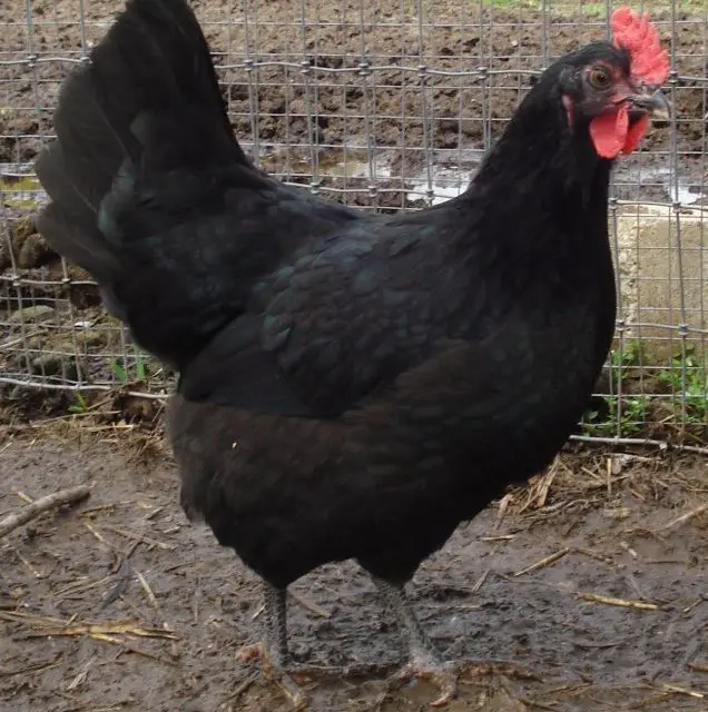 Jersey Giant Chicken Lifespan Consort Design