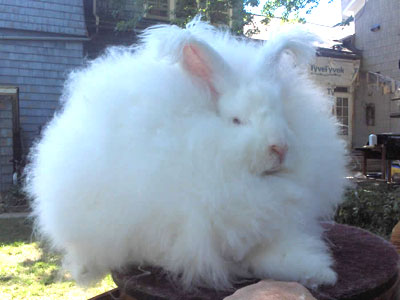 Long Haired Rabbit Breeds