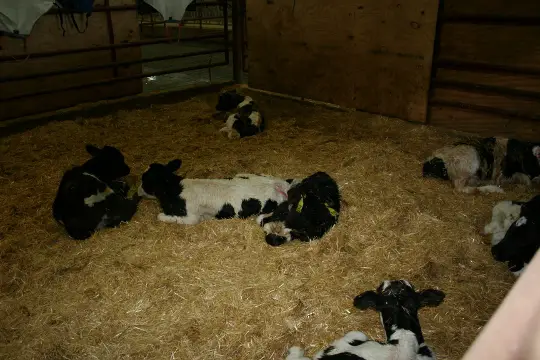 New Born Calf Problems