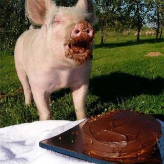Pigs Eat Chocolate
