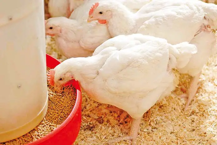 Types of Broiler Feed