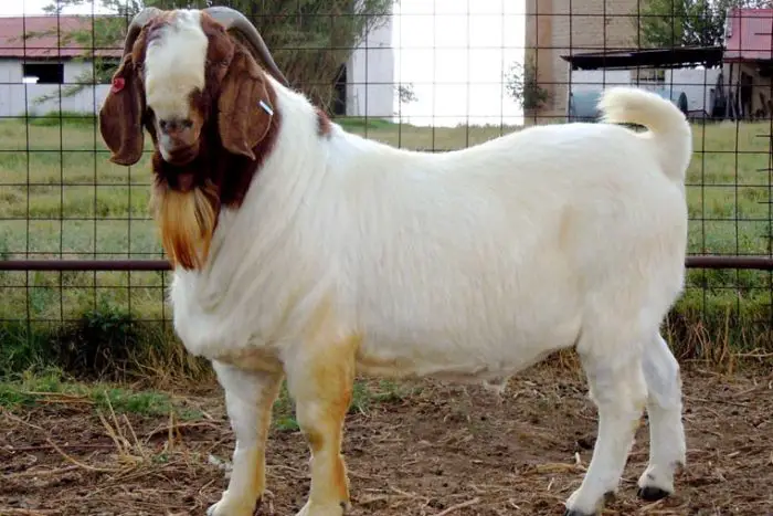 Boer Goats Lifespan