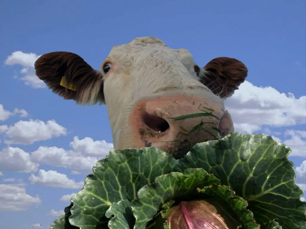 Cows Eat Cabbage