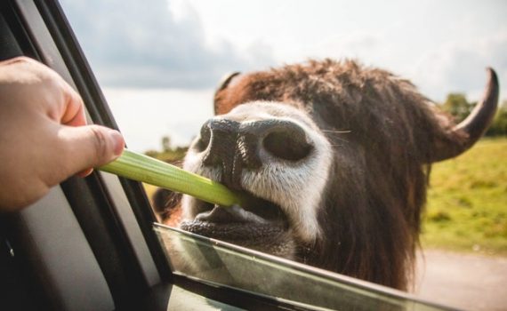 Cows Eat Celery