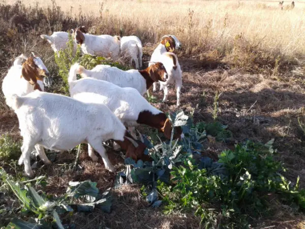 Goats Eat Cauliflower