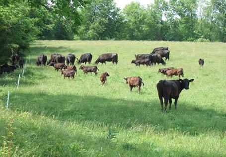 Rotational Grazing Cattle on Small Acreage