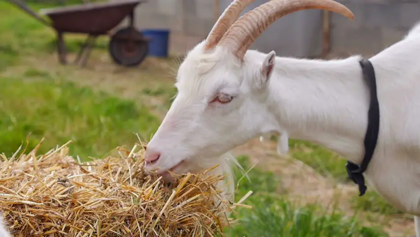 Types of Hay for Goats
