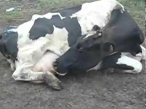 Cows Drink Their Own Milk