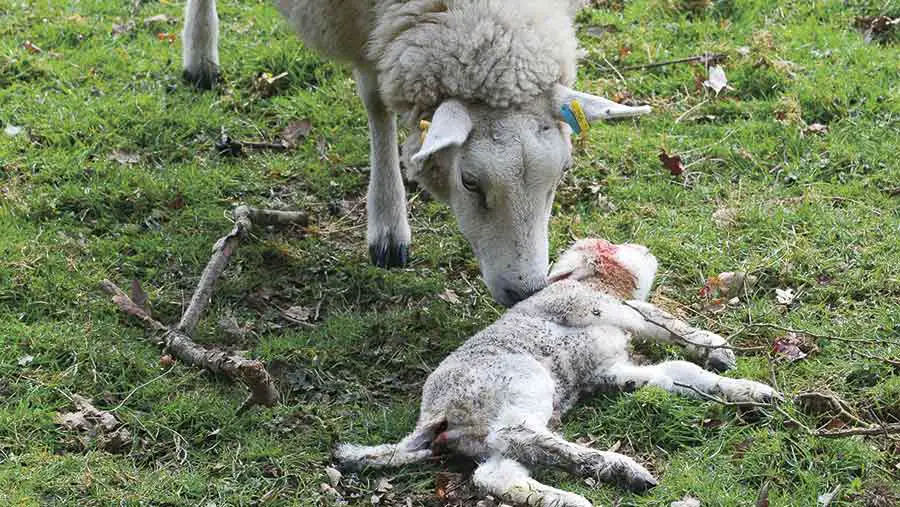 Signs of Dead Lamb in Ewe