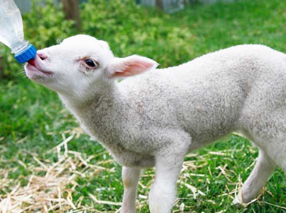 Stop Bottle Feeding Lambs