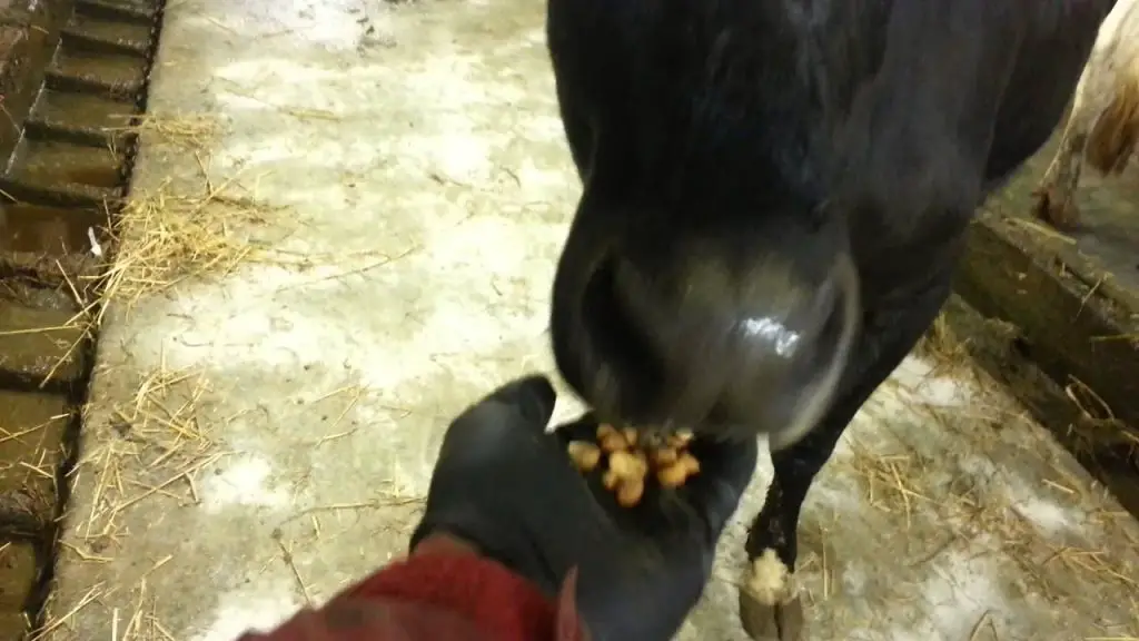 Cows Eat Peanuts
