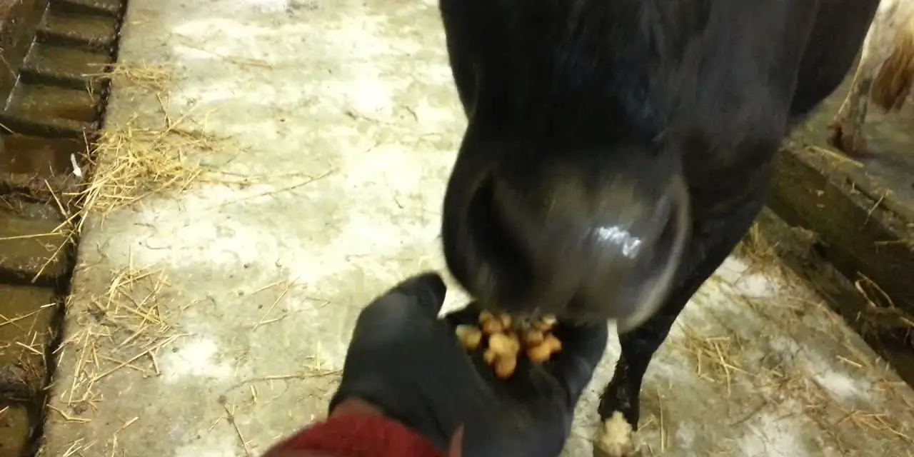 Can Cows Eat Peanuts? Consort Design
