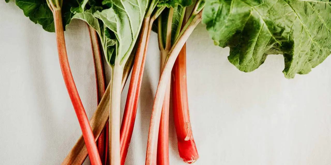 Can Cows Eat Rhubarb? Consort Design