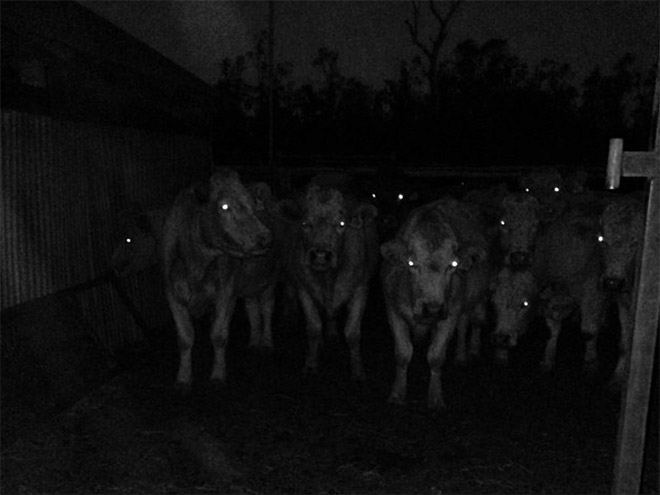 Cows See in The Dark
