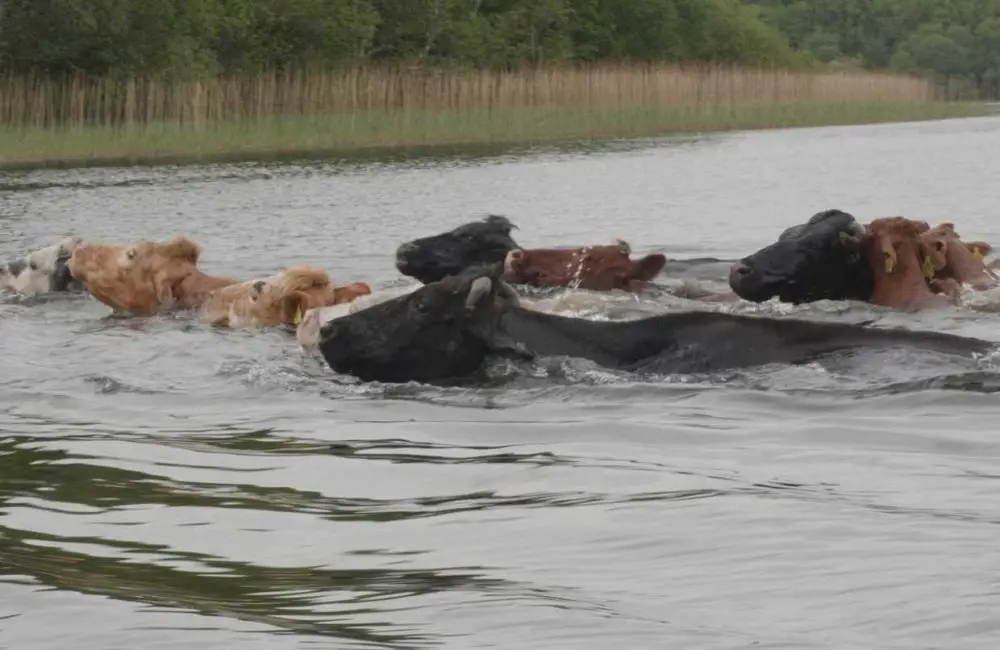 Cows Swim in Deep Water
