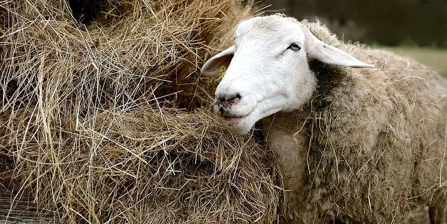 Sheep Eat Hay