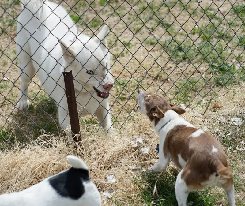 Neighbours Dog Charges Fence