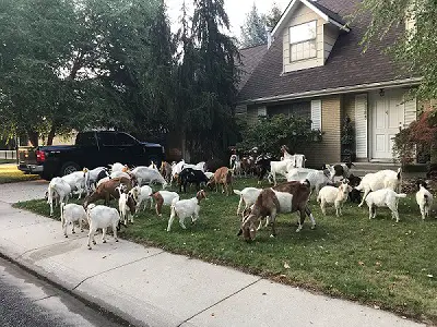 Keep Neighbors Goats Out Of Your Yard