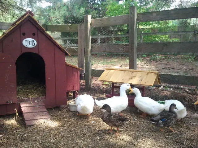 Duck House Names